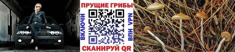 Галлюциногенные грибы MAGIC MUSHROOMS  Покров 